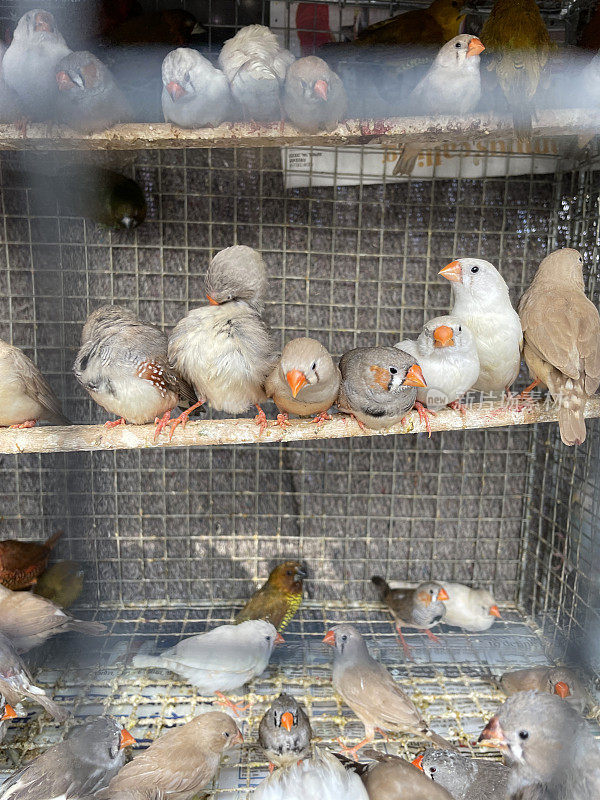 澳大利亚斑胸草雀(Taeniopygia guttata)的金属鸟笼图像，一排排坐在覆盖着鸟粪的木制栖木上，户外宠物市场，重点在前景